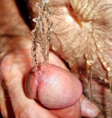 NATURSEKT FETISCH
