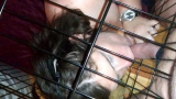 Daddy's pet slave