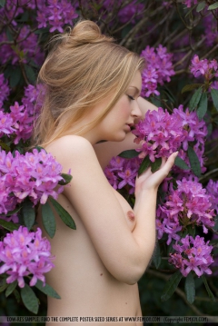 Irish Floret - N