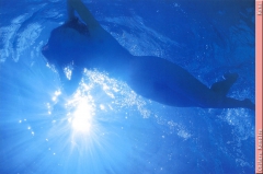 Underwater Nimph - N